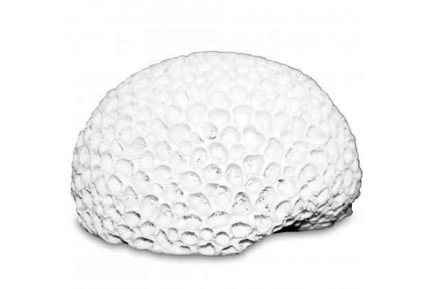 Ozdoba Koralowiec-Prom.