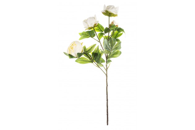 Pl Peonia