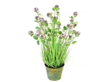 Pl Roślina Dekoracyjna