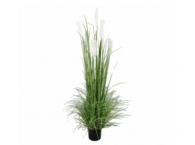 Pl Roślina Dekoracyjna