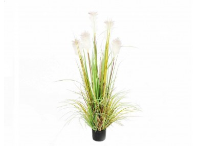 Pl Roślina Dekoracyjna