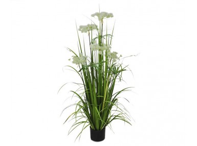 Pl Roślina Dekoracyjna