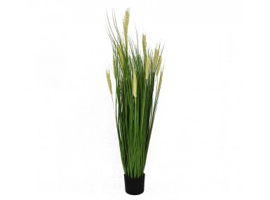 Pl Roślina Dekoracyjna