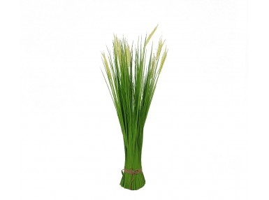 Pl Roślina Dekoracyjna