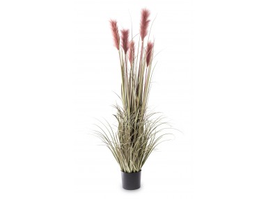 Roślina Dekoracyjna