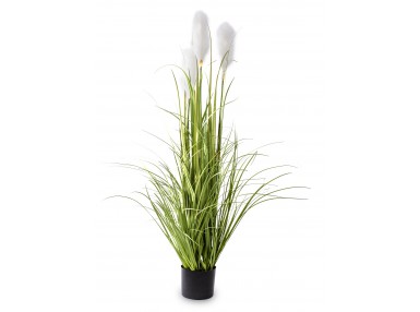 Roślina Dekoracyjna