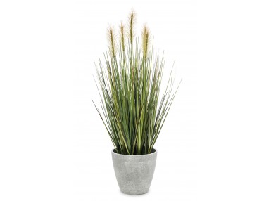 Roślina Dekoracyjna