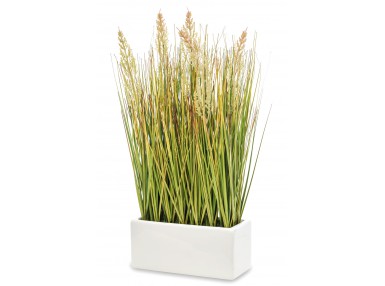 Roślina Dekoracyjna