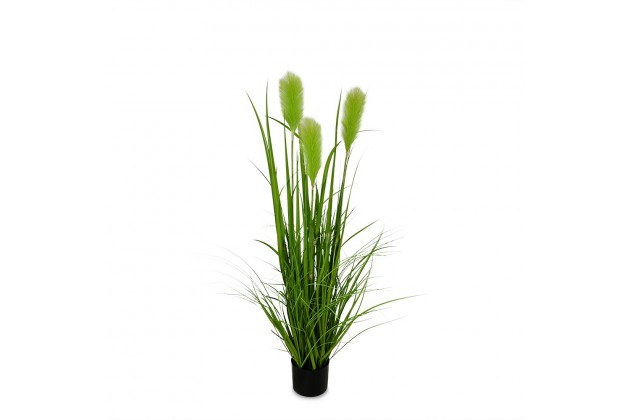 Pl Roslina Dekoracyjna
